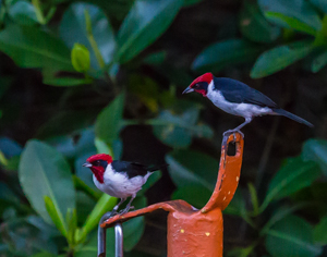 Masked Cardinal, Caroni Swamp with Rodger Neckles, Trinidad